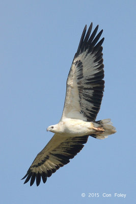 Eagle, White-bellied Sea @ Changi