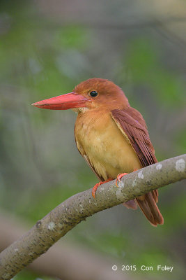 Kingfisher, Ruddy (adult) @ Bidadari