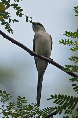 Minivet, Ashy