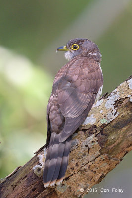 Cuckoo, Malaysian Hawk (juv) @ Bidadari