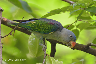 Parrot, Blue-rumped (male) @ Venus Drive
