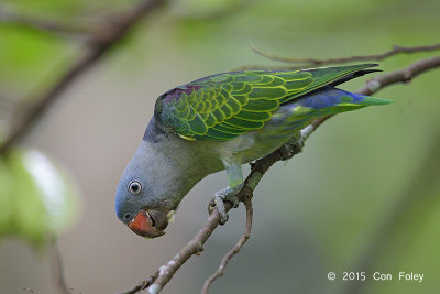 Parrot, Blue-rumped (male) @ Venus Drive