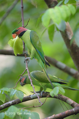 Parakeet, Long-tailed (male) @ Venus Drive