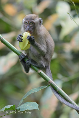 Macaque, Long-tailed @ Venus Drive