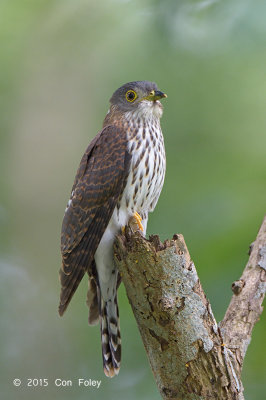 Cuckoo, Hodgson's Hawk (juvenile) @ Bidadari