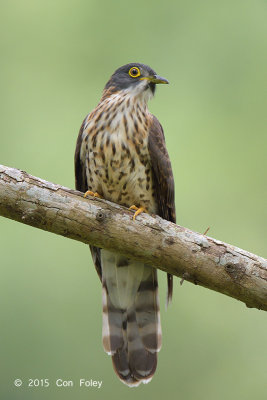 Cuckoo, Large Hawk (juv) @ Bidadari