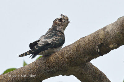 Treeswift, Grey-rumped (juv) @ Bishan