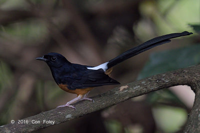 Shama, White-rumped (male) @ Bidadari