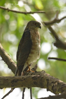 Sparrowhawk, Japanese (subadult male) @ Bidadari