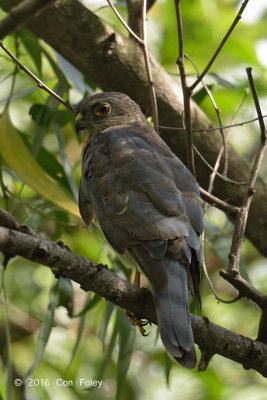 Sparrowhawk, Japanese (subadult male) @ Bidadari