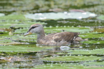 Goose, Cotton Pygmy (juvenile female) @ SBTB