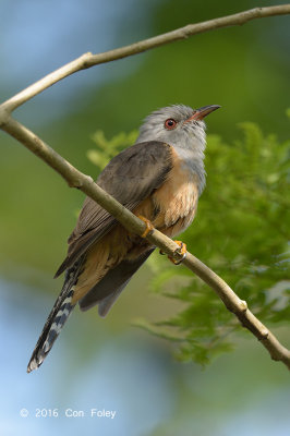 Cuckoo, Plaintive (male) @ Pasir Ris Park