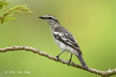 Triller, Pied (female) @ Pasir Ris Park