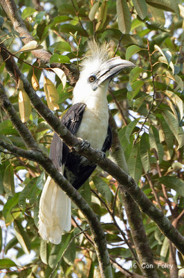Hornbill, White-crowned (male)
