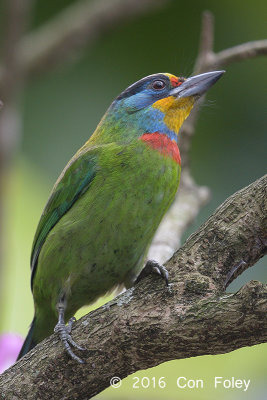 Barbet, Taiwan @ Taipei Botanical Gardens