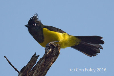 Tit, Sultan (male) @ Bach Ma