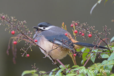 Sibia, White-eared