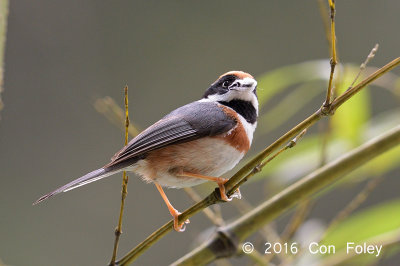 Tit, Black-throated