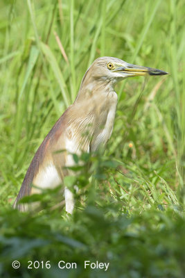 Heron, Indian Pond @ Bidadari