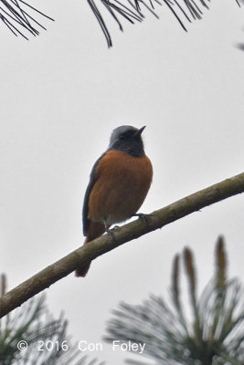 Redstart, Duarian (male)