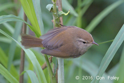 Warbler, Brownish-flanked Bush