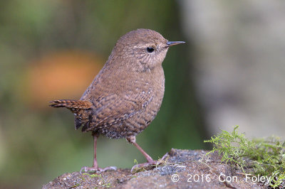 Wren, Northern