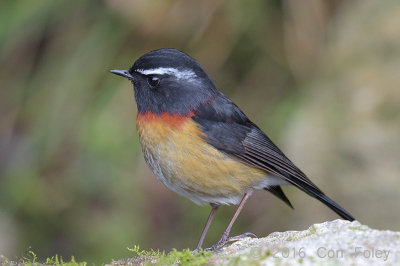 Bush-Robin, Collared (male)