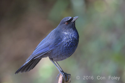 Whistling-Thrush, Taiwan