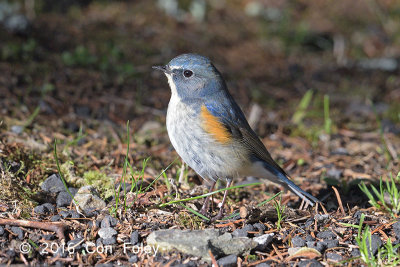 Bluetail, Red-flanked