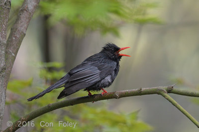 Bulbul, Black