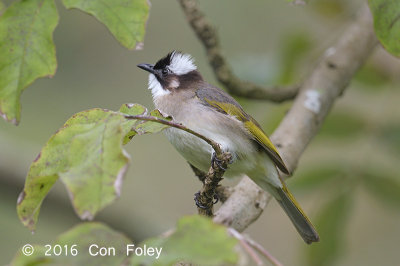 Bulbul, Light-vented