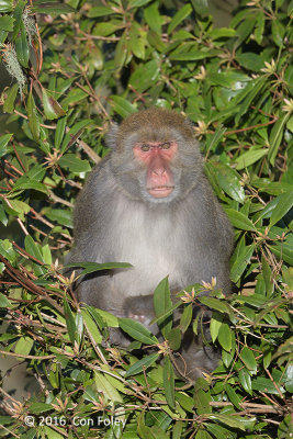 Macaque, Taiwan