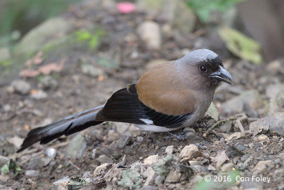 Treepie, Grey