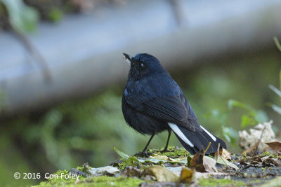 Robin, White-tailed