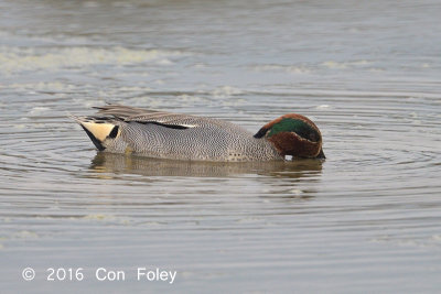 Teal, Green-winged