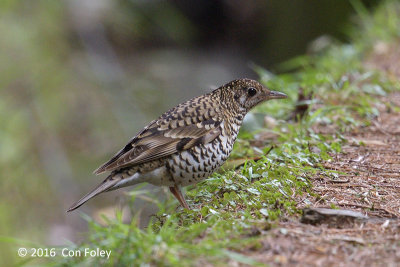 Thrush, Scaly