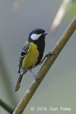 Tit, Green-backed