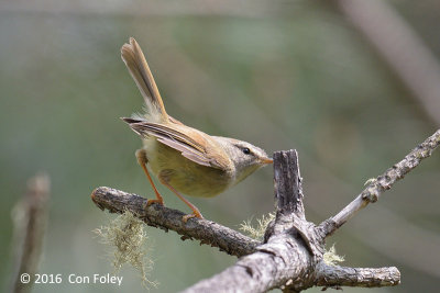 Warbler, Yellowish-bellied