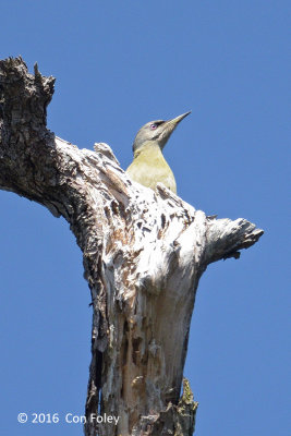 Woodpecker, Grey-capped