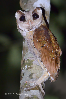 Owl, Oriental Bay