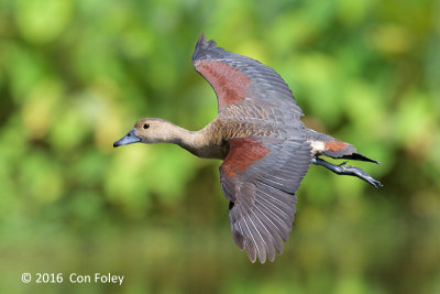 Duck, Lesser Whistling