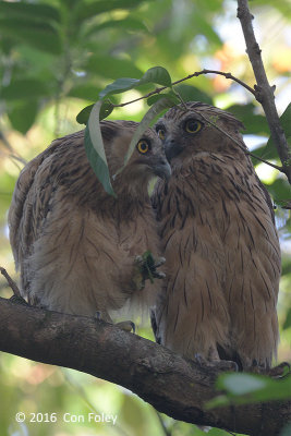 Owl, Buffy Fish (juvenile & adult) @ Sungei Buloh