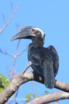 Hornbill, Black (female)