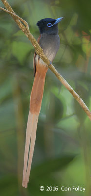 Flycatcher, Blyths Paradise (male)