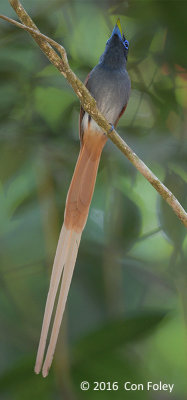 Flycatcher, Blyth's Paradise (male)