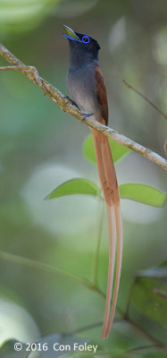 Flycatcher, Blyth's Paradise (male)