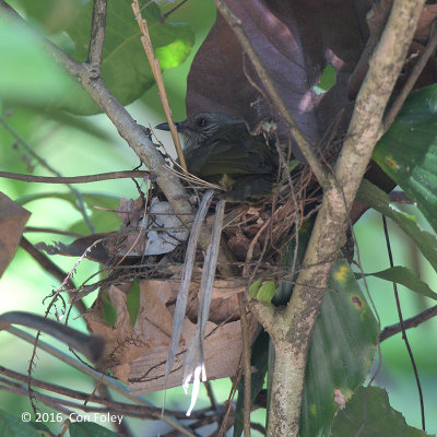 Bulbul, Olive-winged (nest) @ Ubin