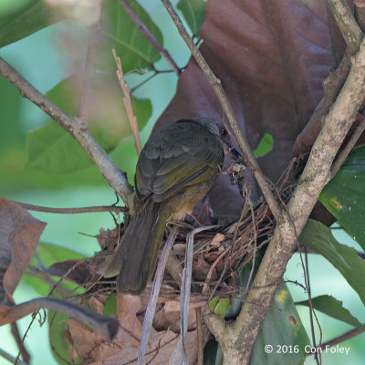 Bulbul, Olive-winged (nest) @ Ubin
