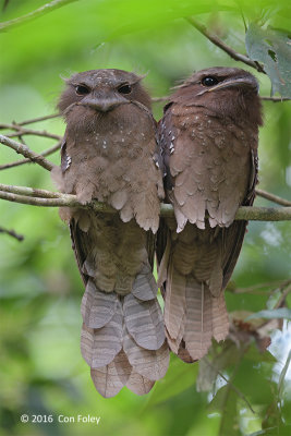 Frogmouth, Large (pair)