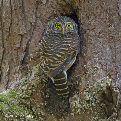 Owlet, Collared @ Bach Ma